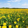 Square_thumb_dandelions