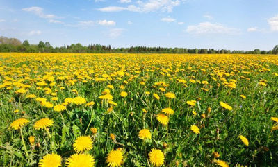 Thumb_dandelions