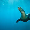 Square_thumb_big_blue_sea-lion