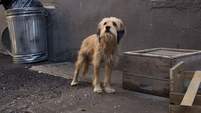 benji dog movie 2018