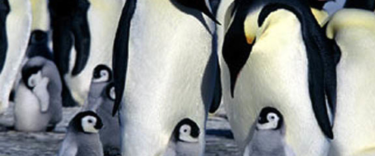 March of the Penguins Movie Review (2005) | Roger Ebert