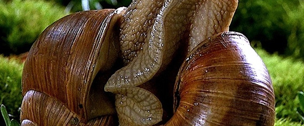 Microcosmos movie review & film summary (1997) Roger Ebert