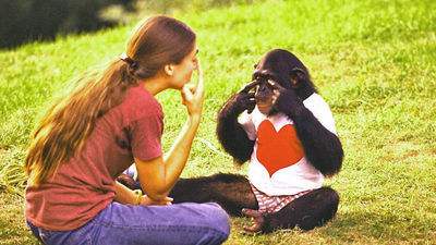 Project Nim movie review & film summary (2011) - Vimarsana News